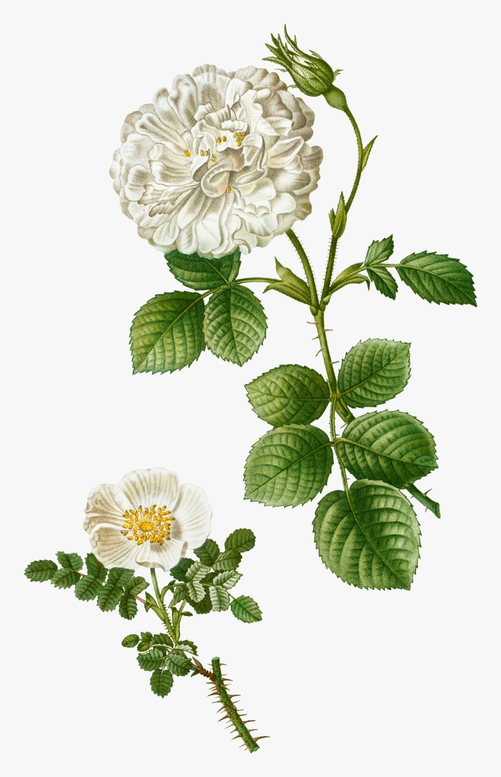 REDOUTE ROSE MAIL CLUB