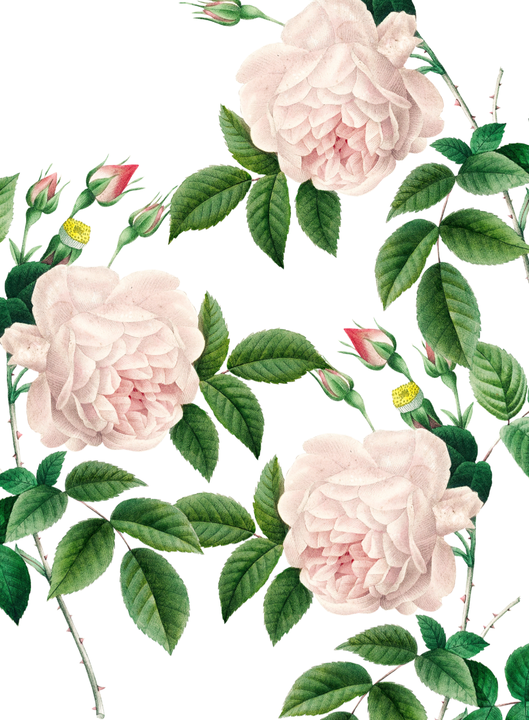The Best Roses for Beginners (and Why Every Garden Needs One)