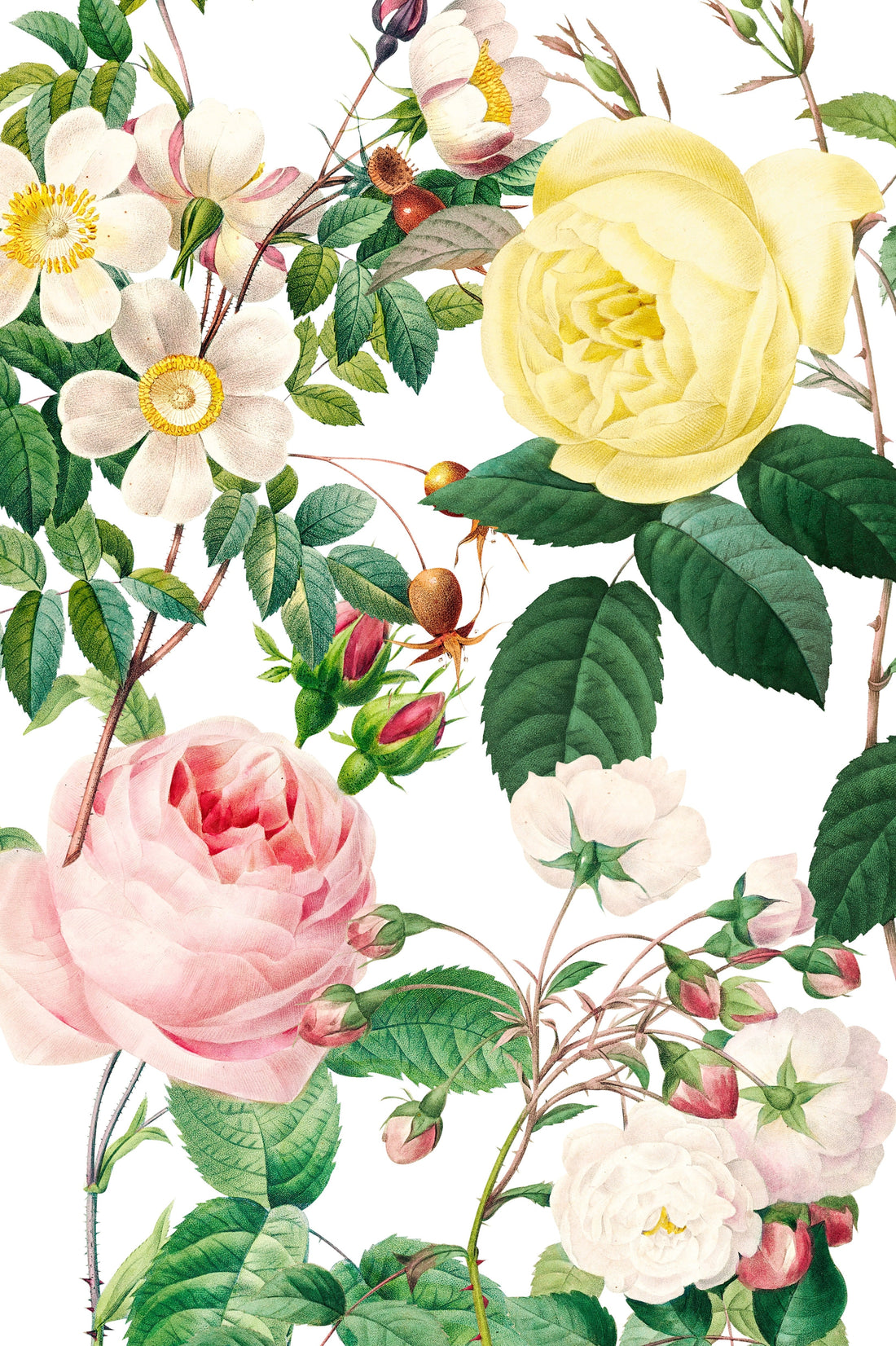 The Timeless Beauty of Pierre-Joseph Redouté’s Roses