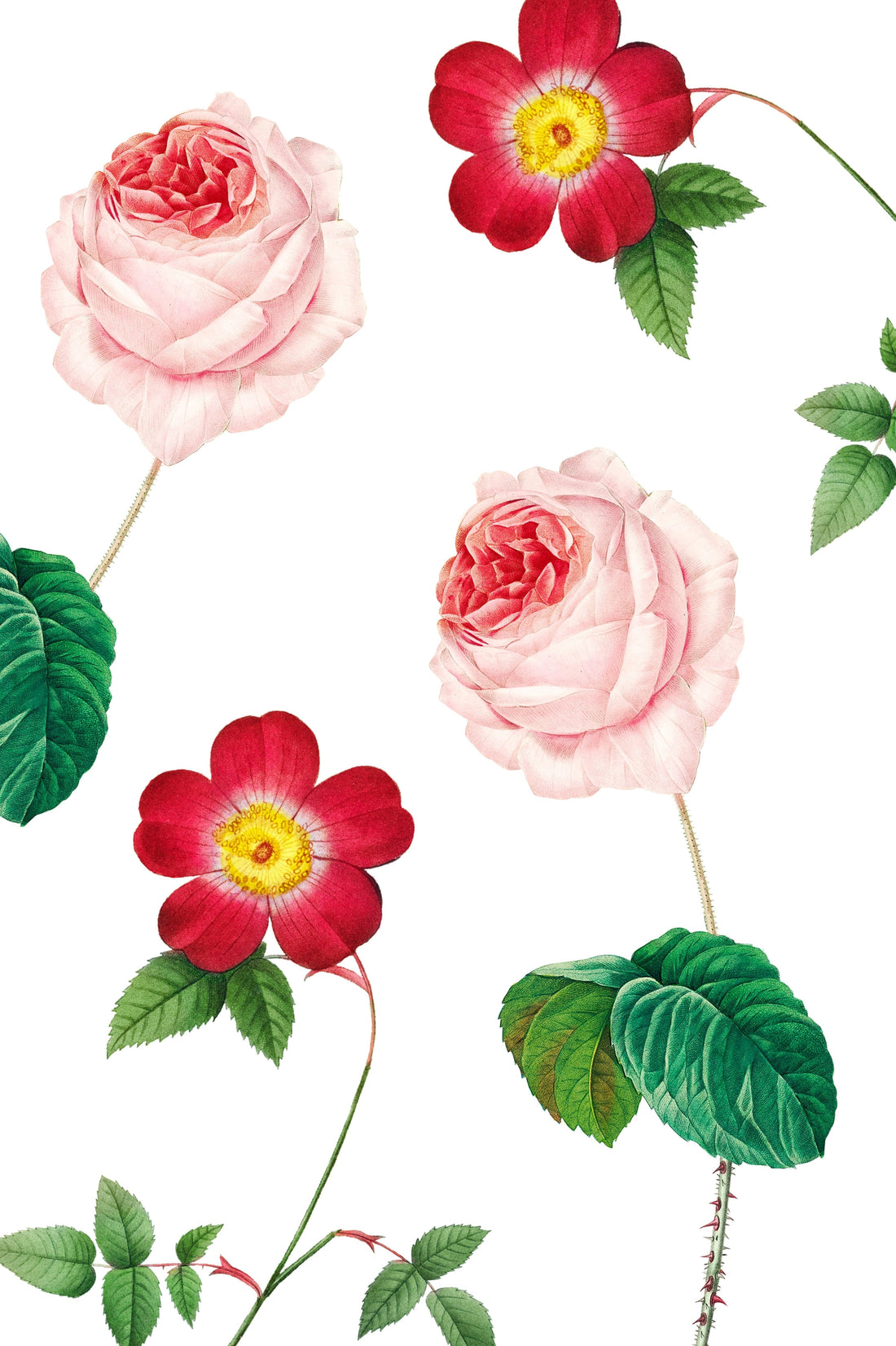 redoute rose pink mail club