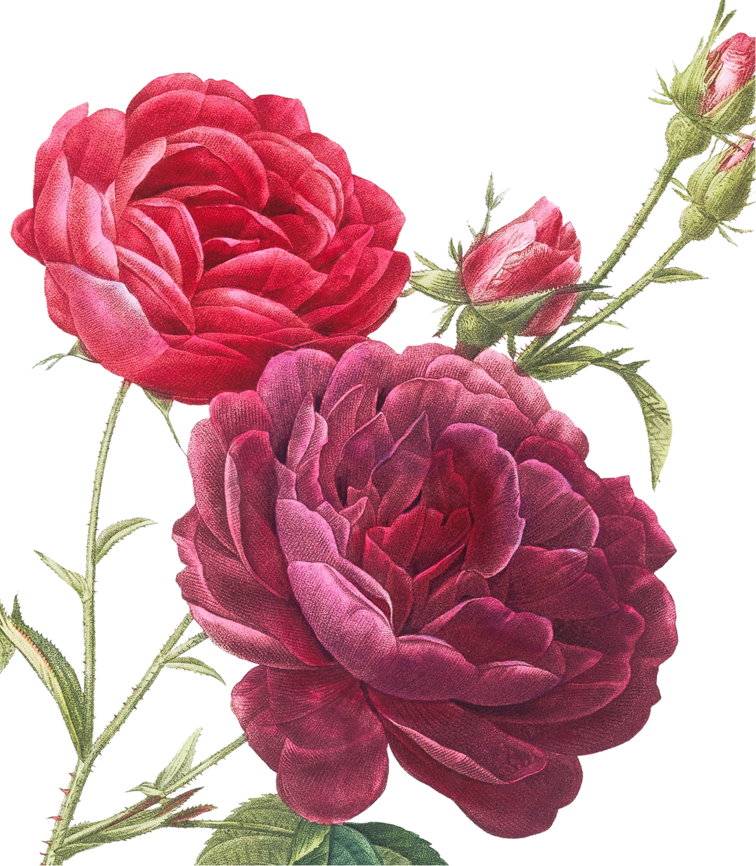 REDOUTÉs red roses