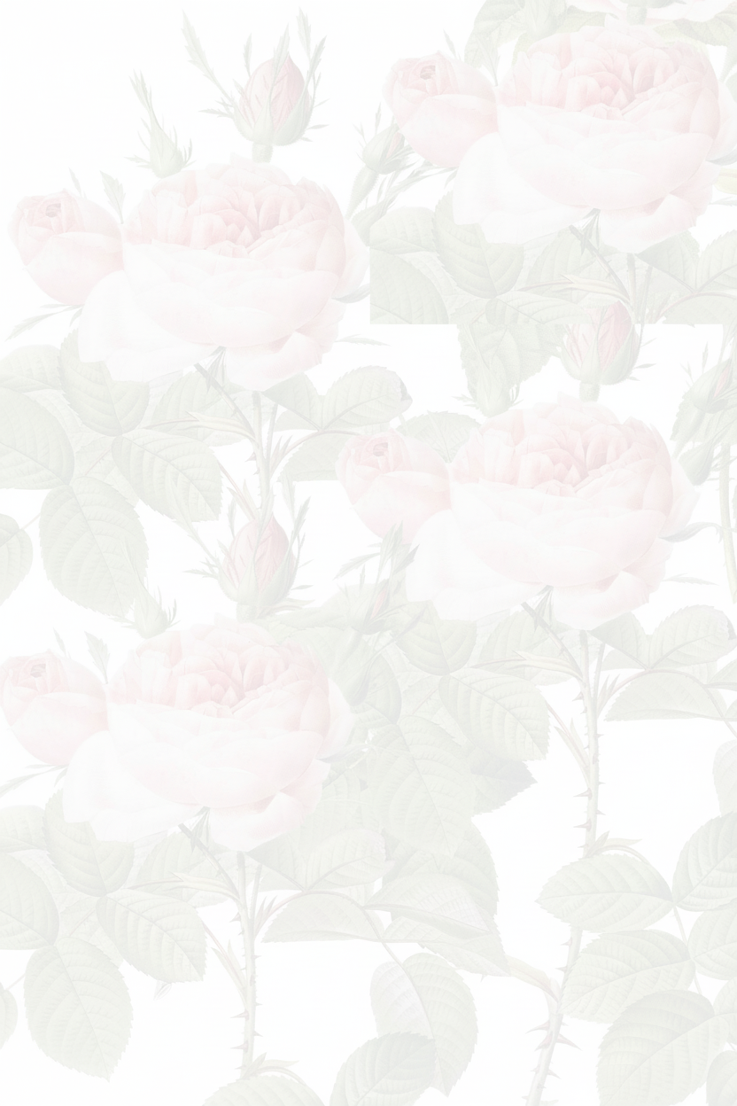 Faded rose background