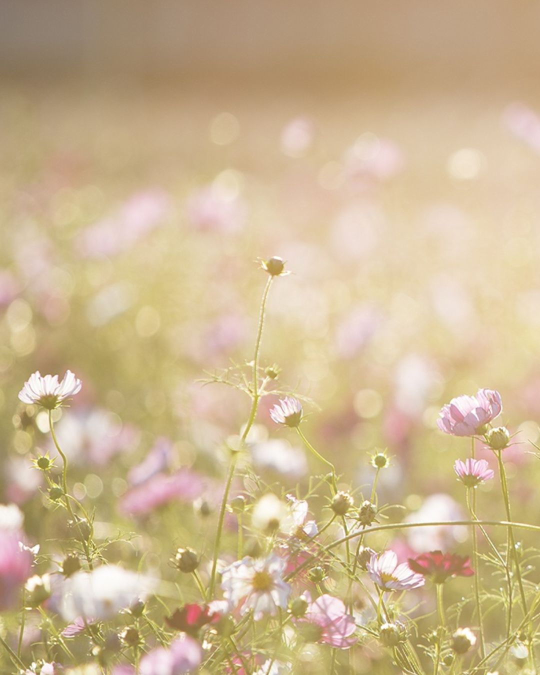 wild flower field